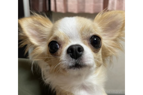コヨミちゃん1枚目